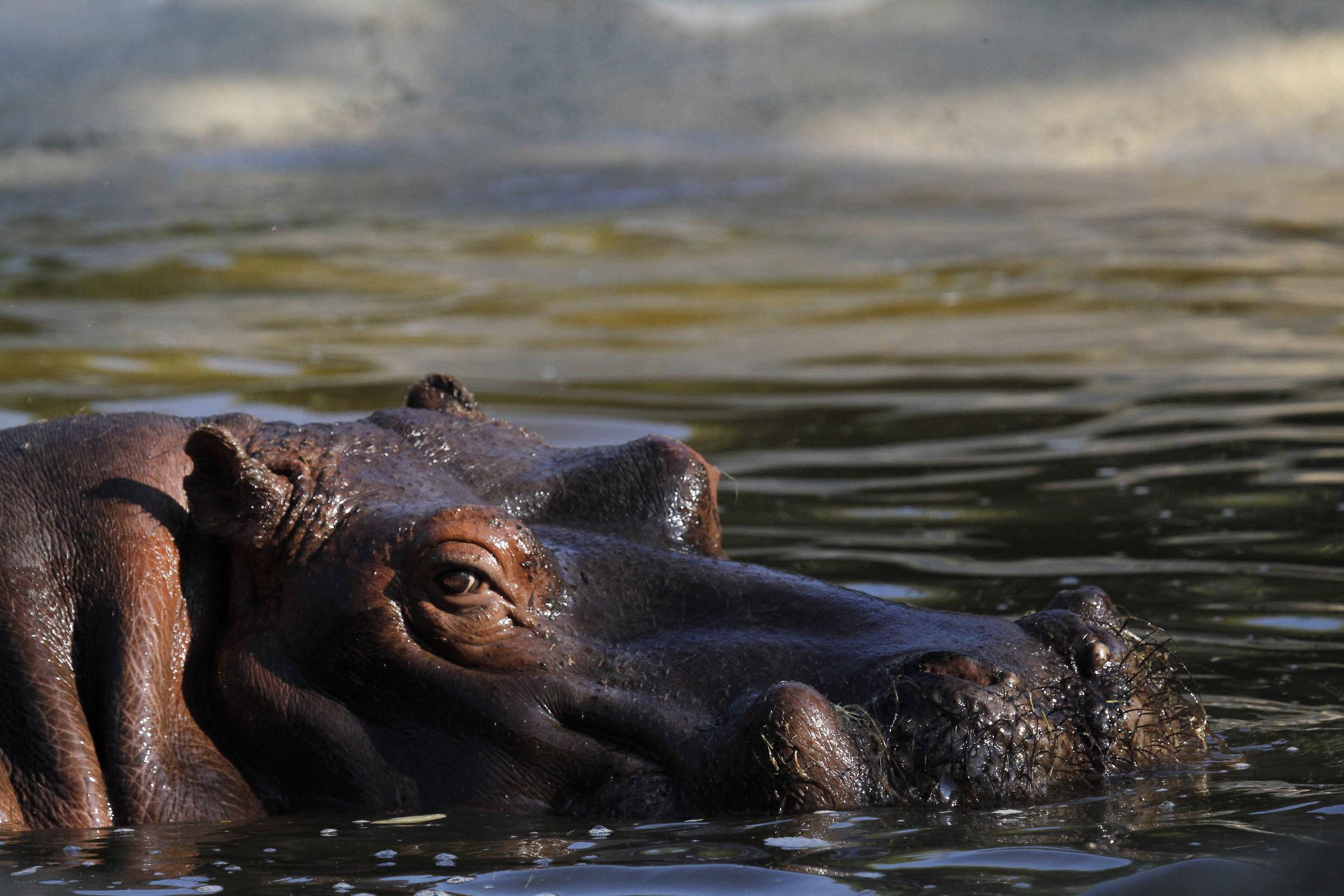 hippo