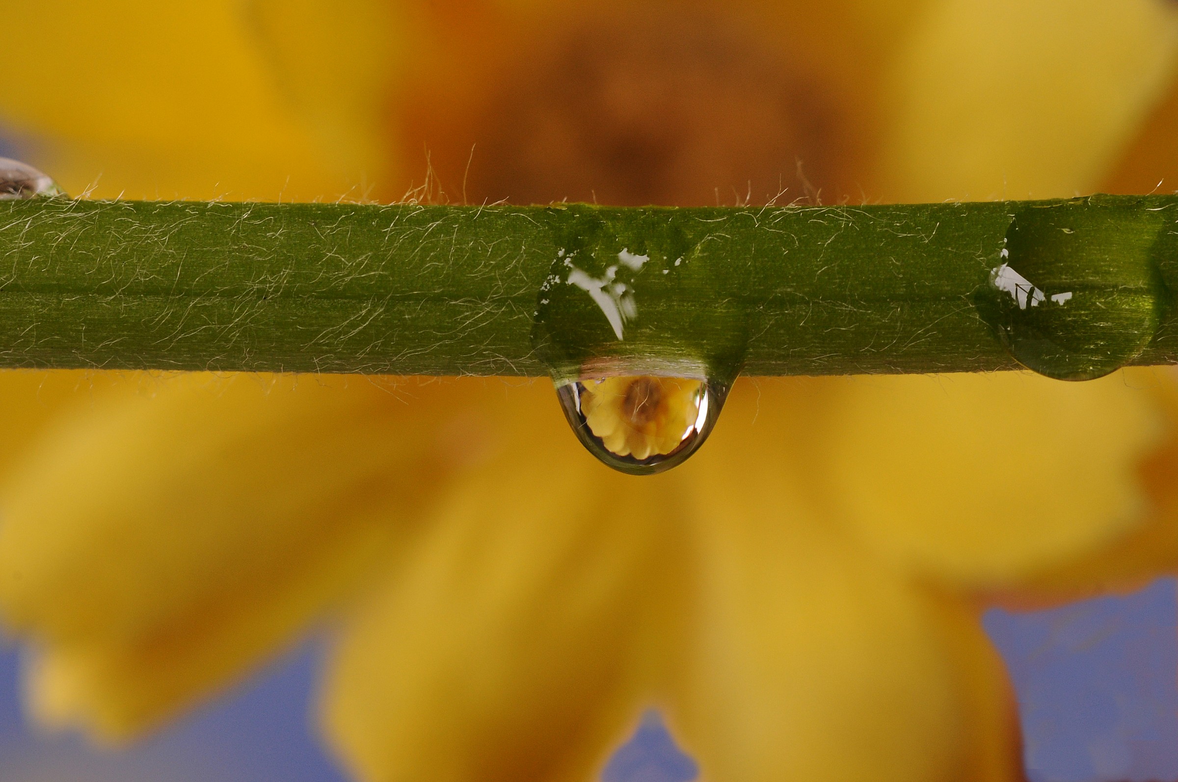 .. I like the yellow ...