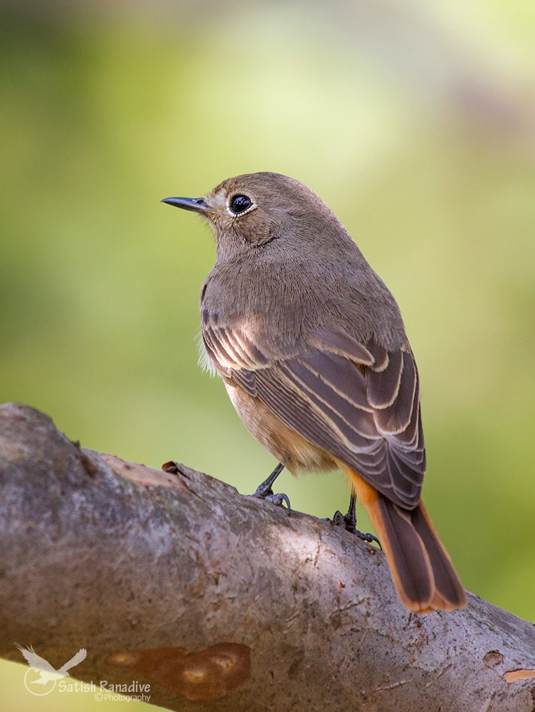 Black redstart, female.