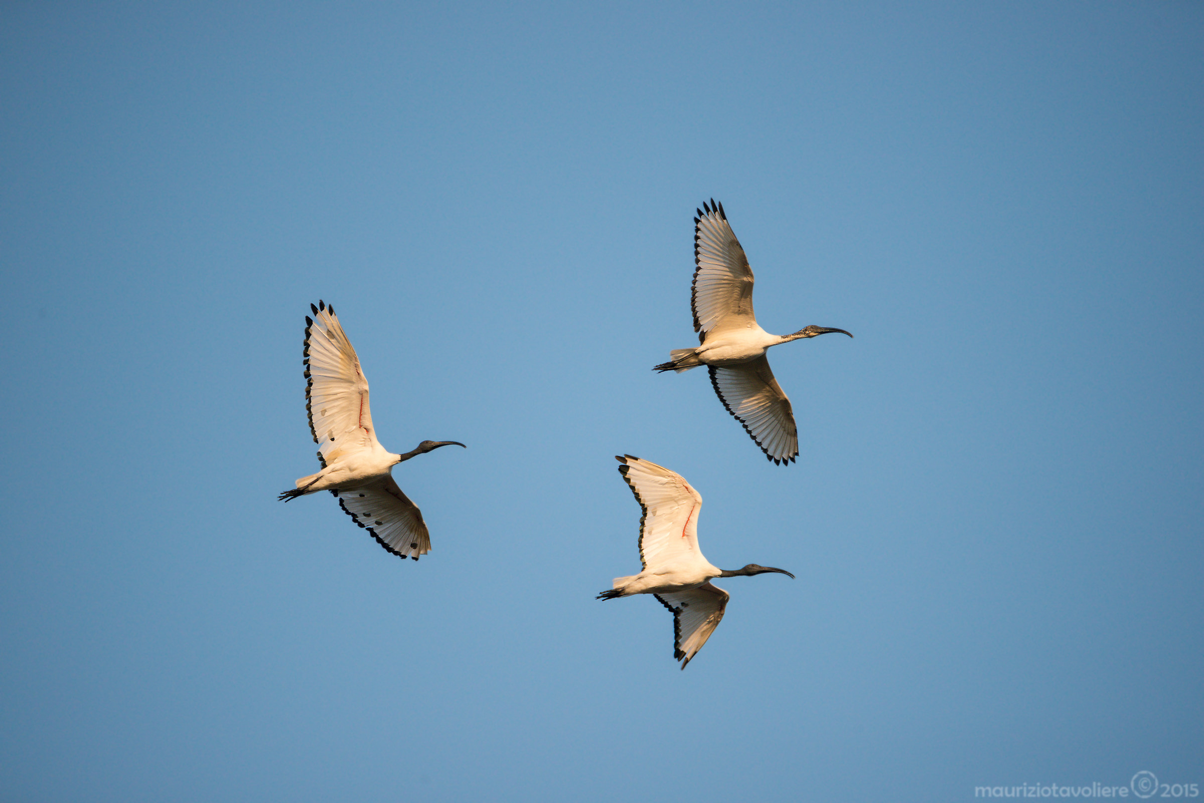 Ibis sacri in volo ..