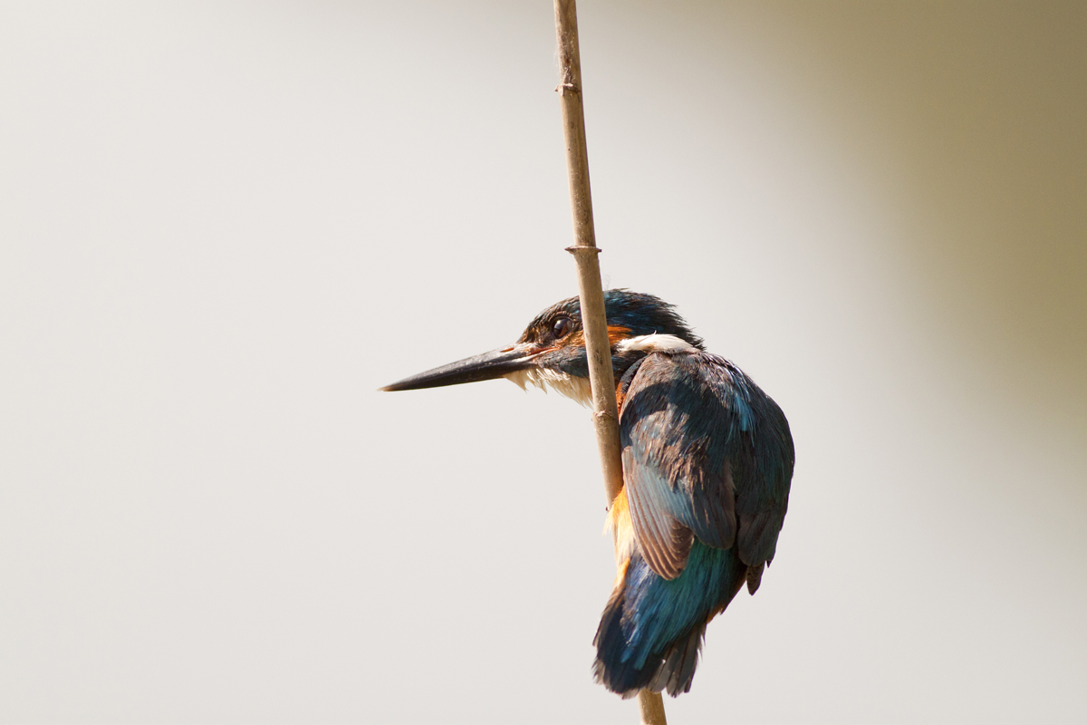 The unexpected Martino