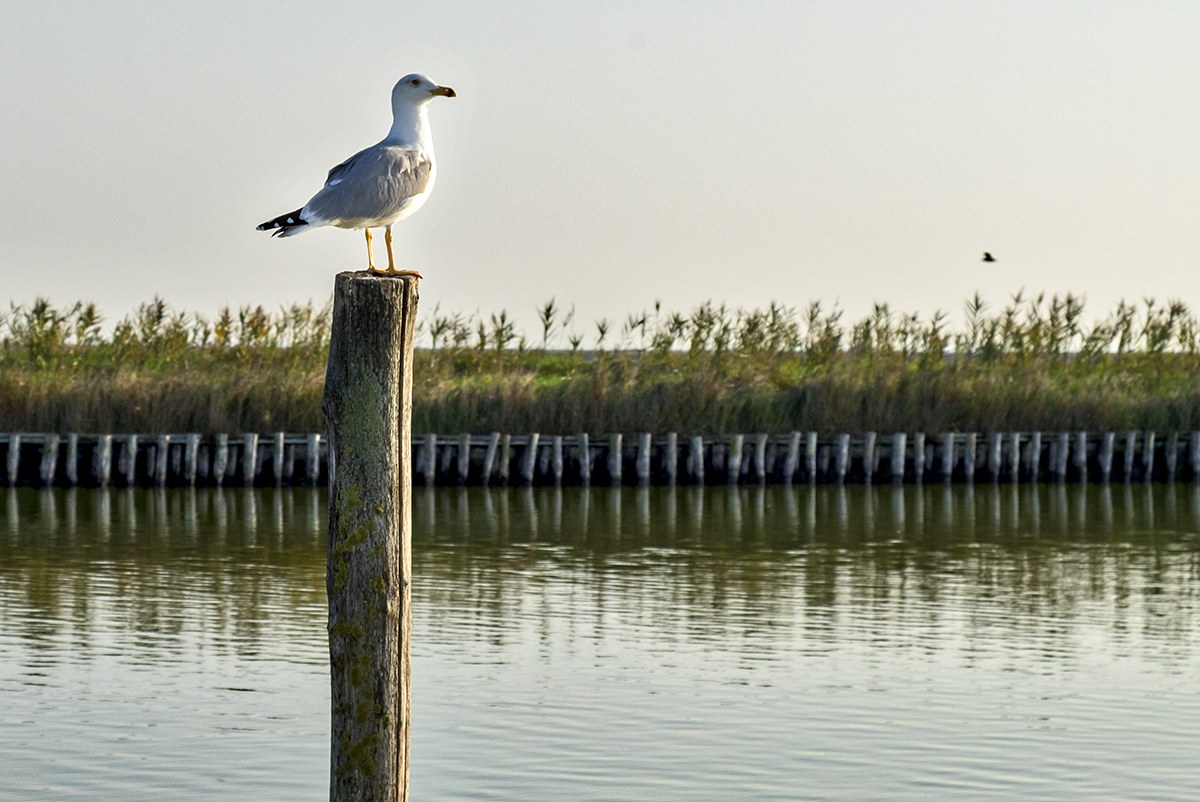 Pronto al decollo...