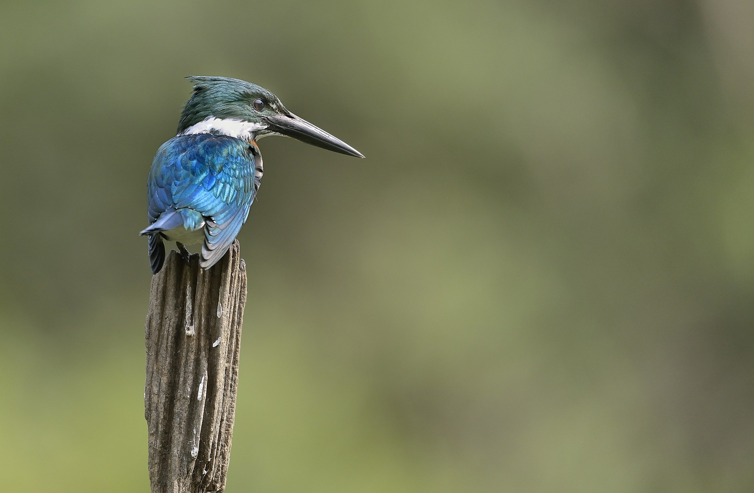 Pantanal 2015 - Martino