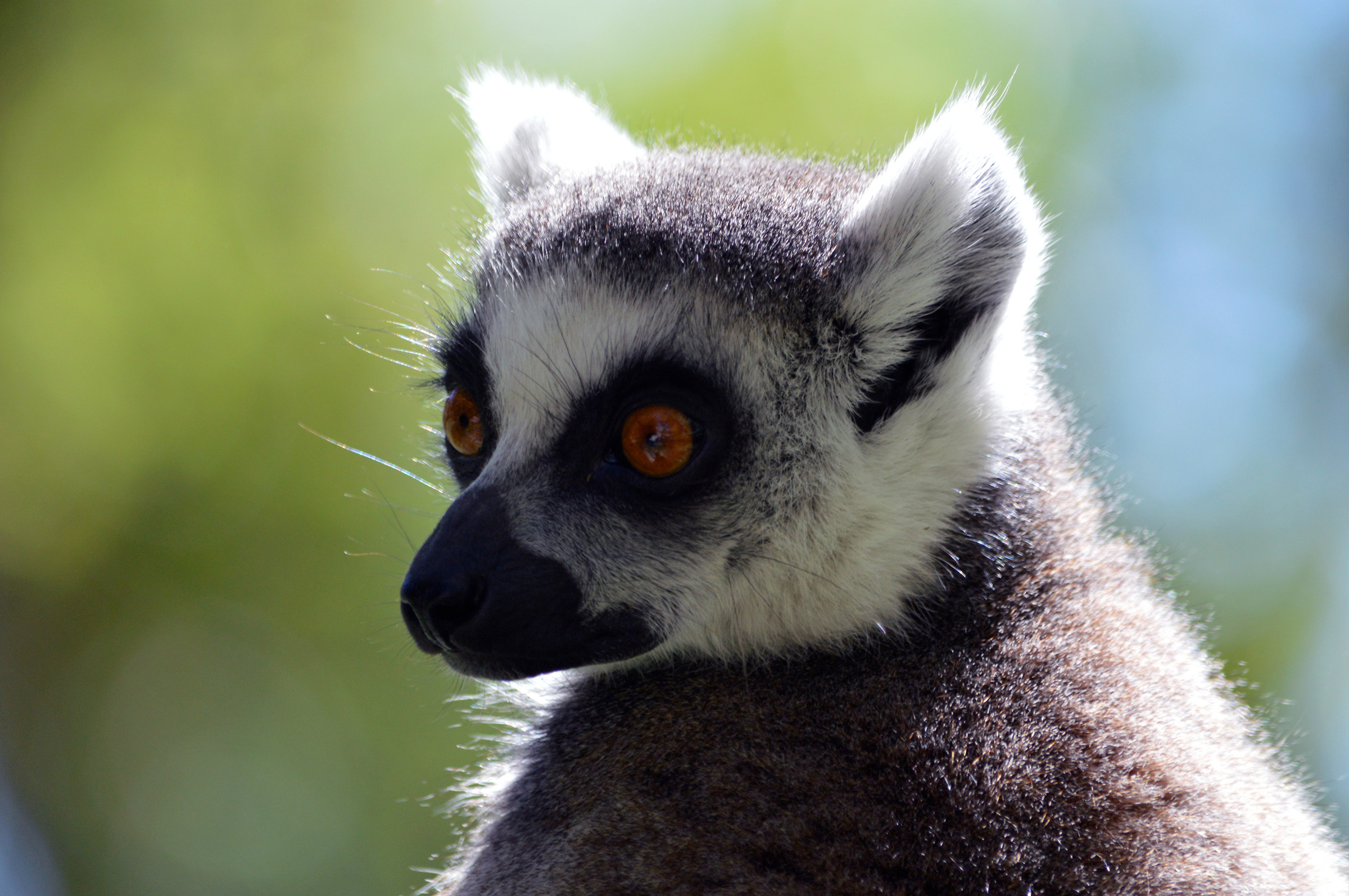 Lemur