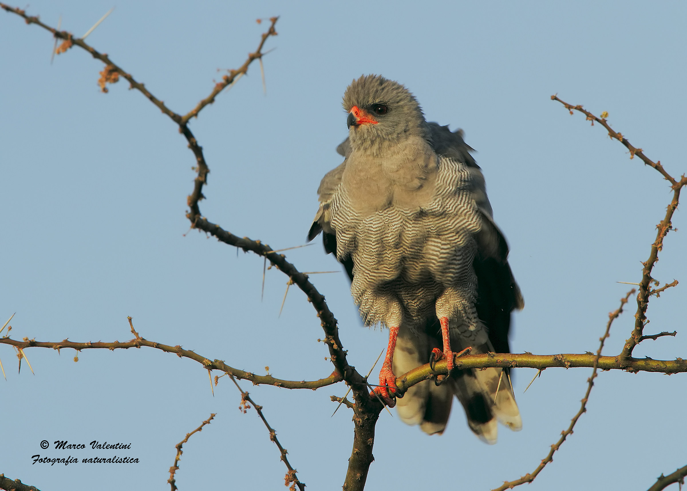 Goshawk singer