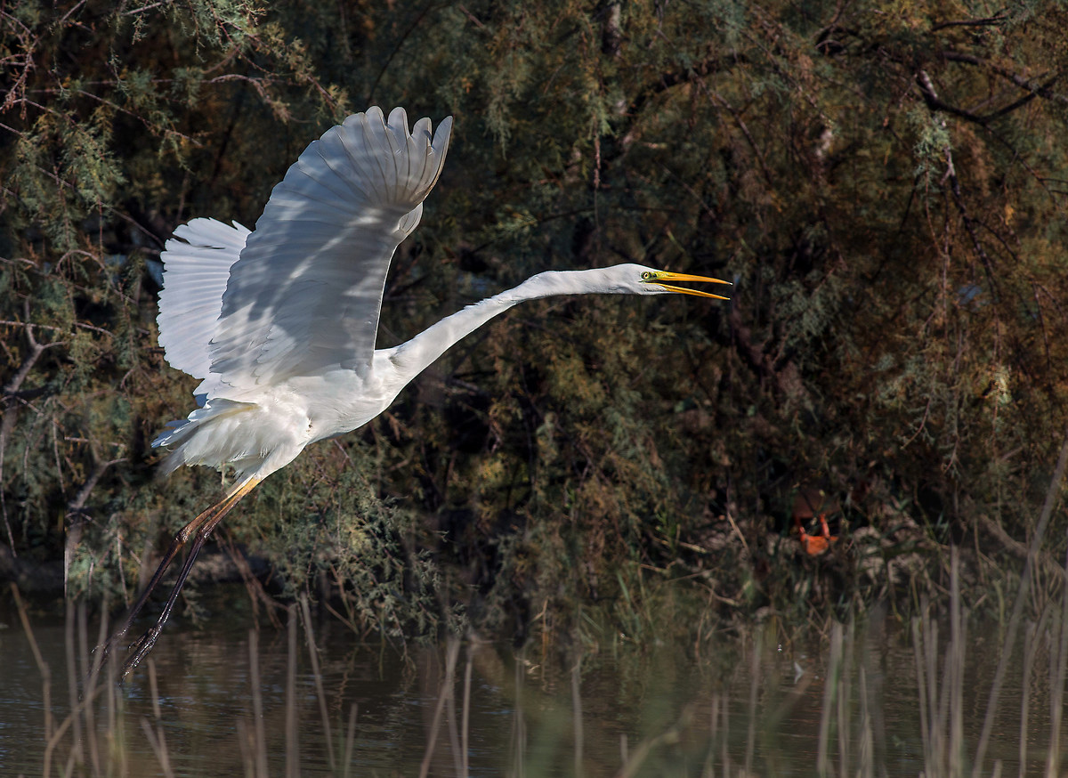 great white heron