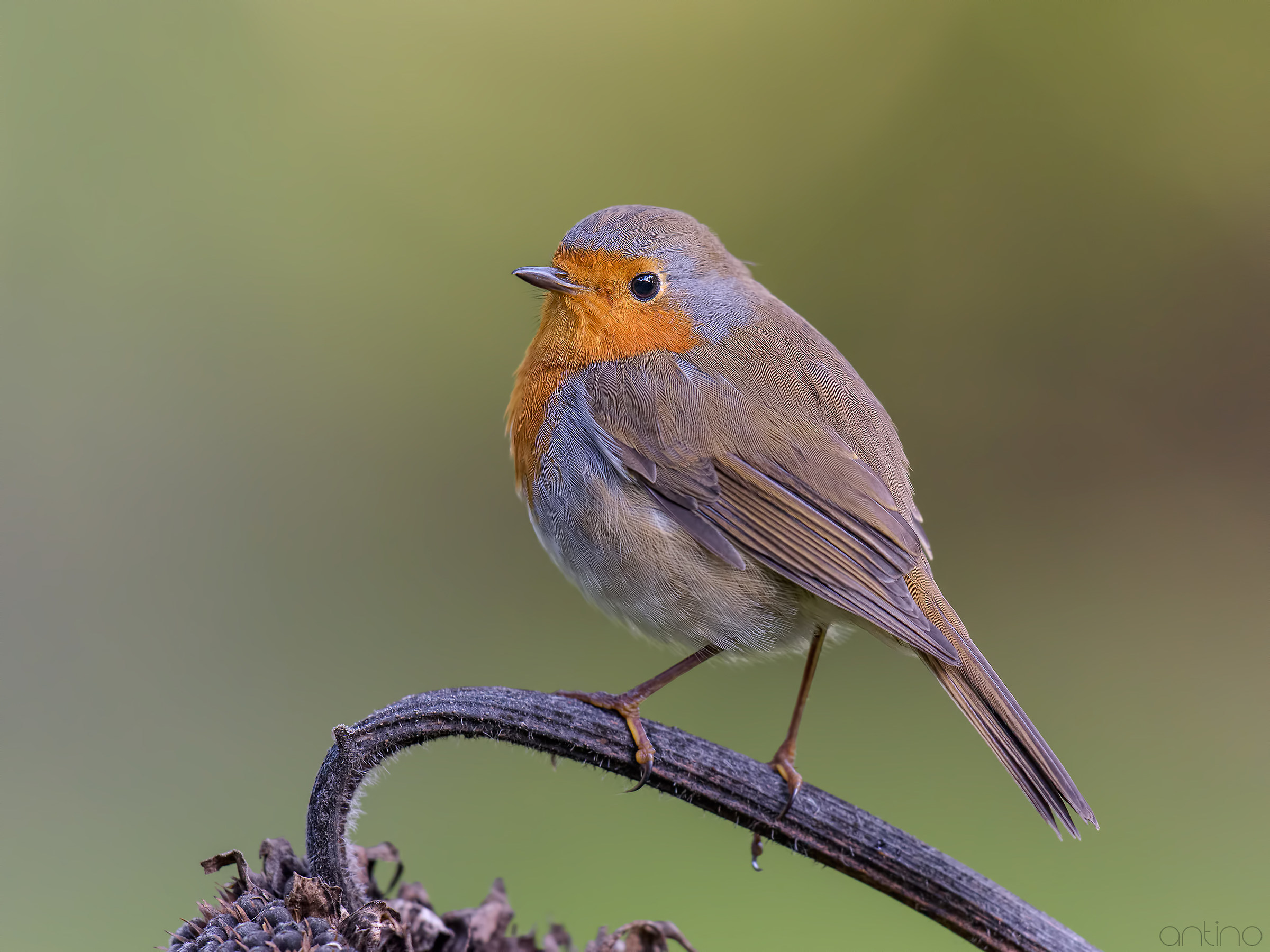 A robin