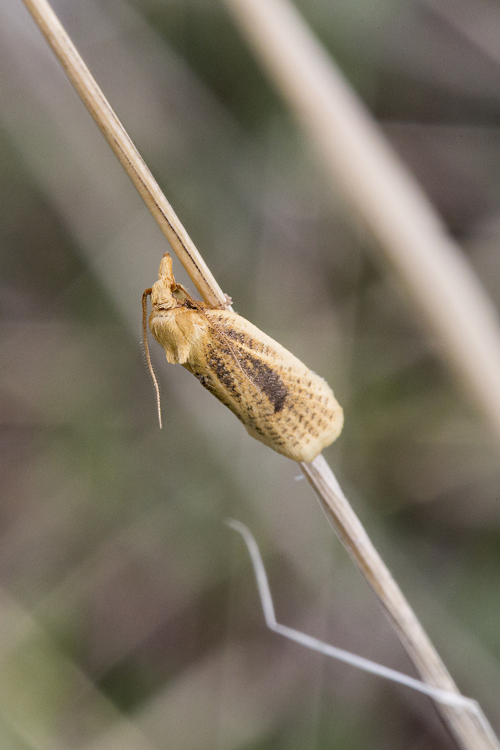 Esserino sconosciuto