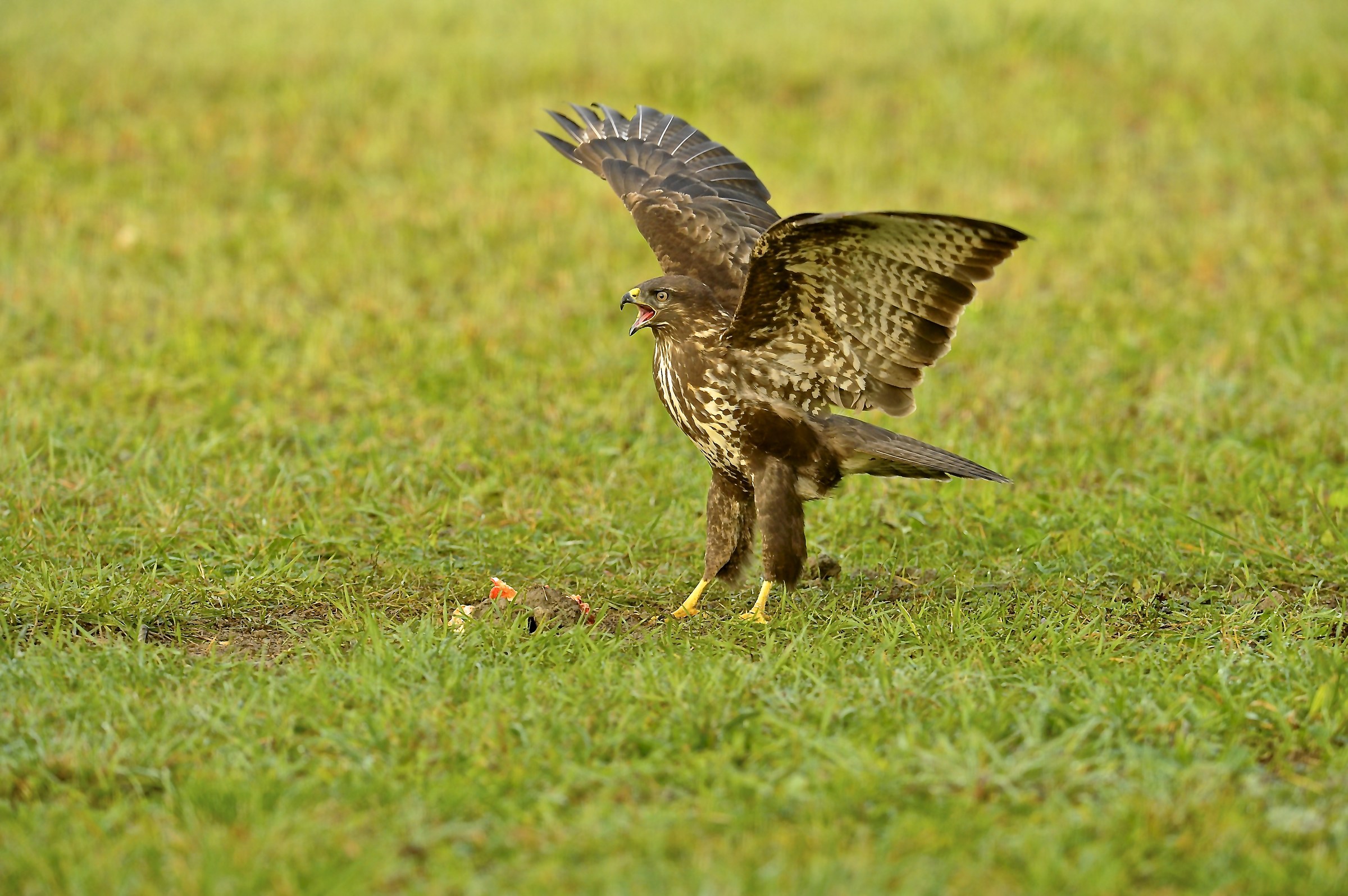 Buzzard bait of chicken