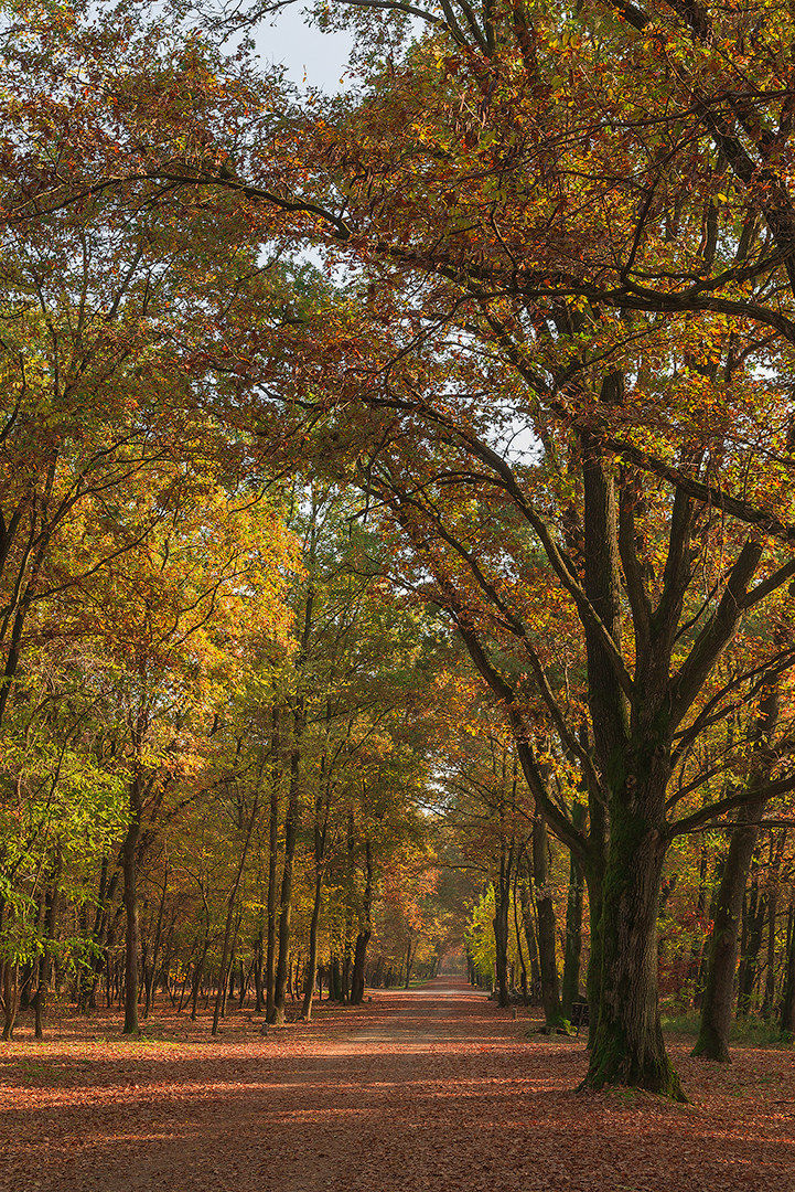 Autunno a Via Gaggio