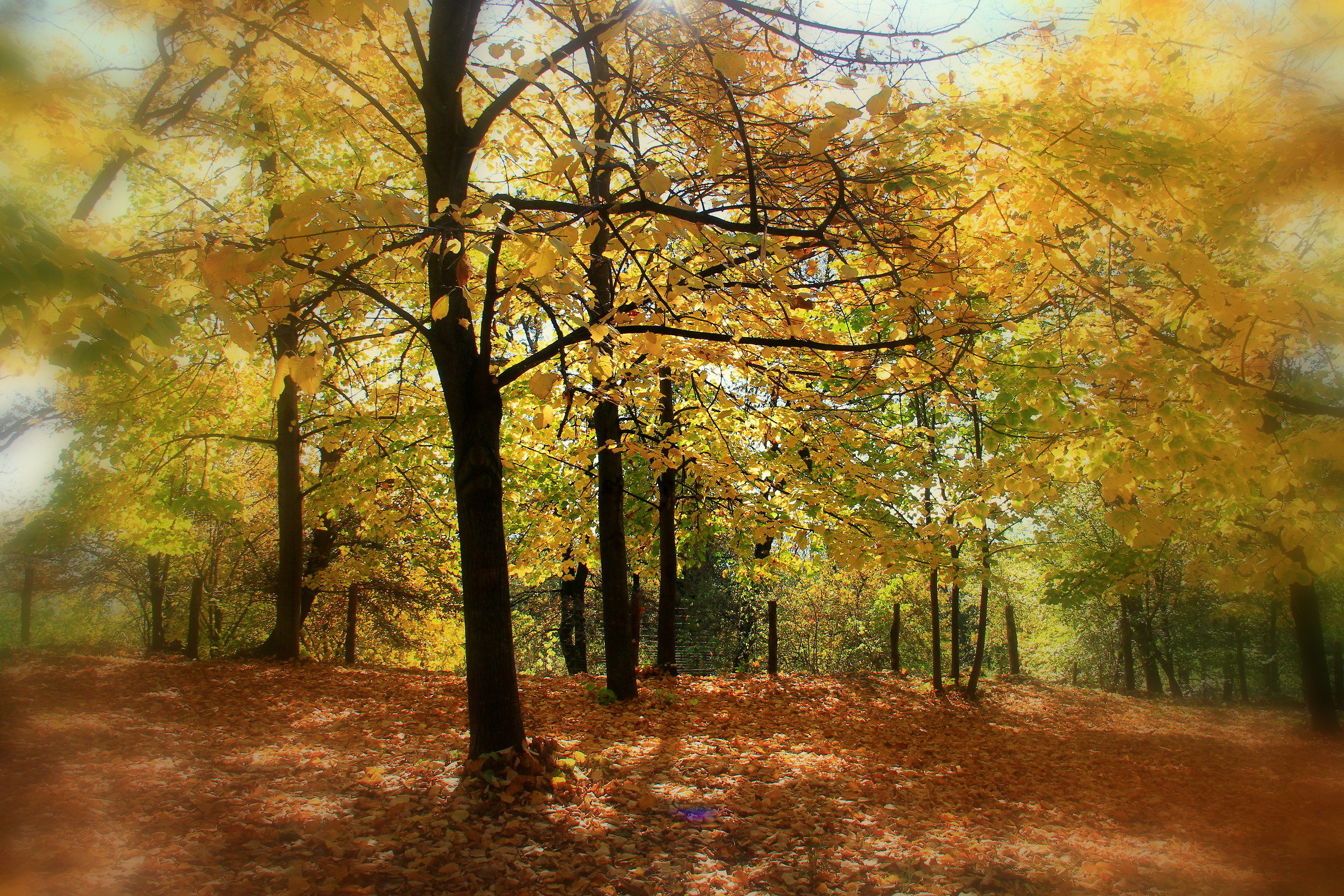 IL Bosco di San Floriano