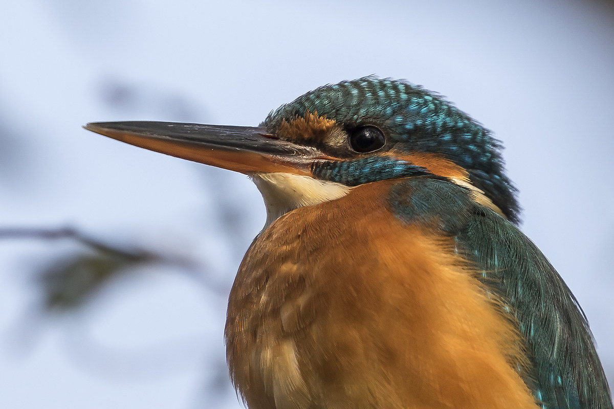 Ritratto di Martin Pescatore