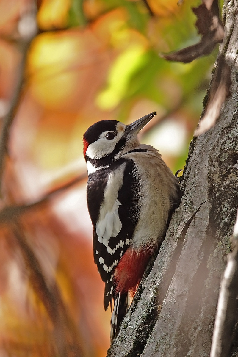 woodpecker on red ...