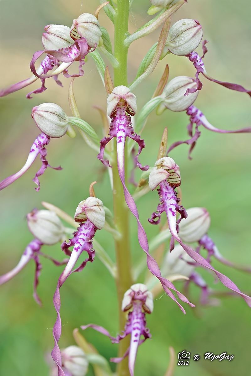 Barbone - Himantoglossum adriaticum