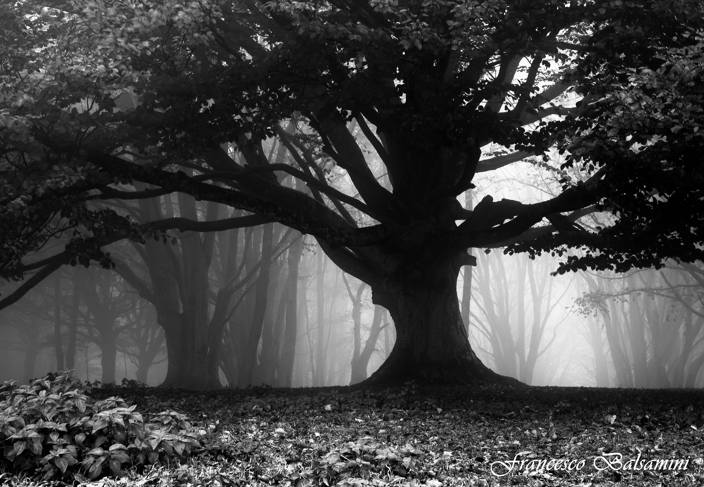 La magia della nebbia