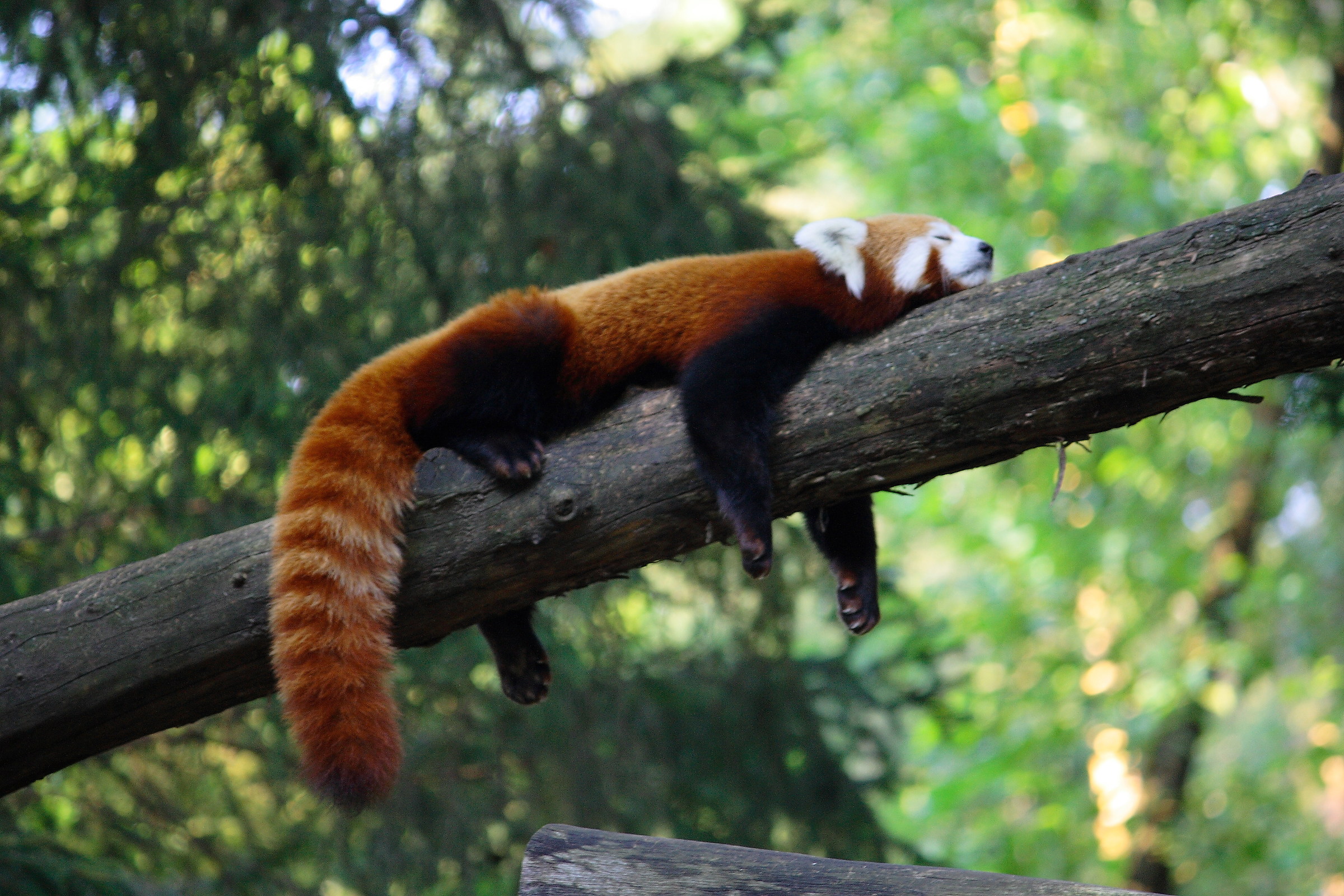 Red panda