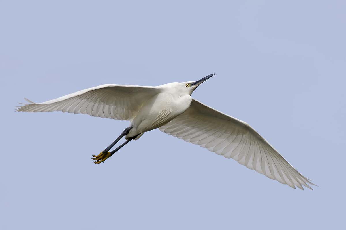 The white wings of egret