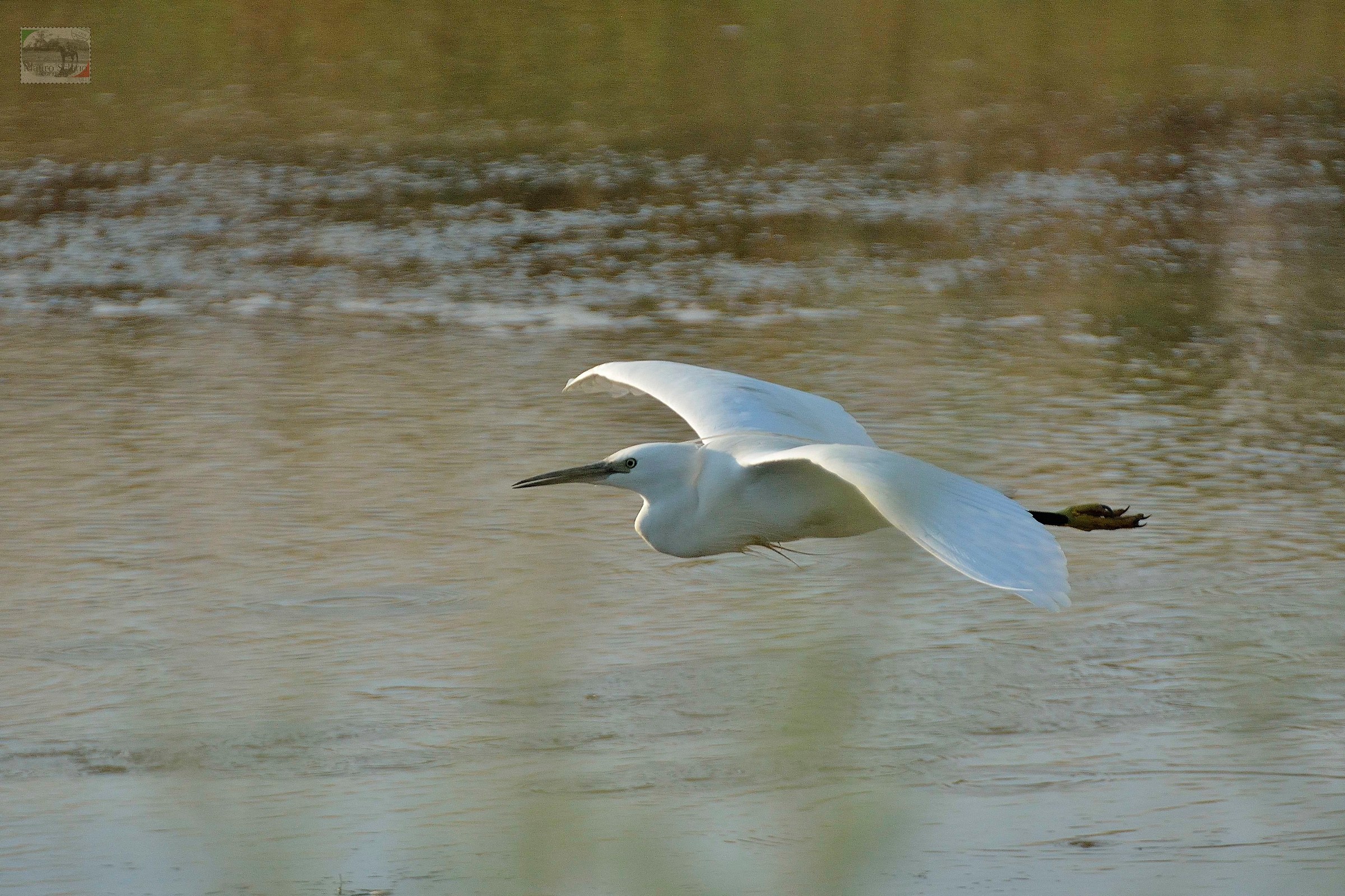 egret in flight