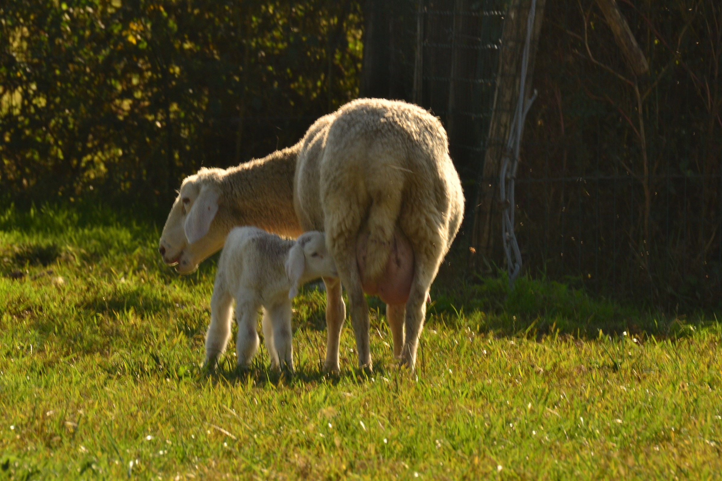 Ciucciata di un agnello