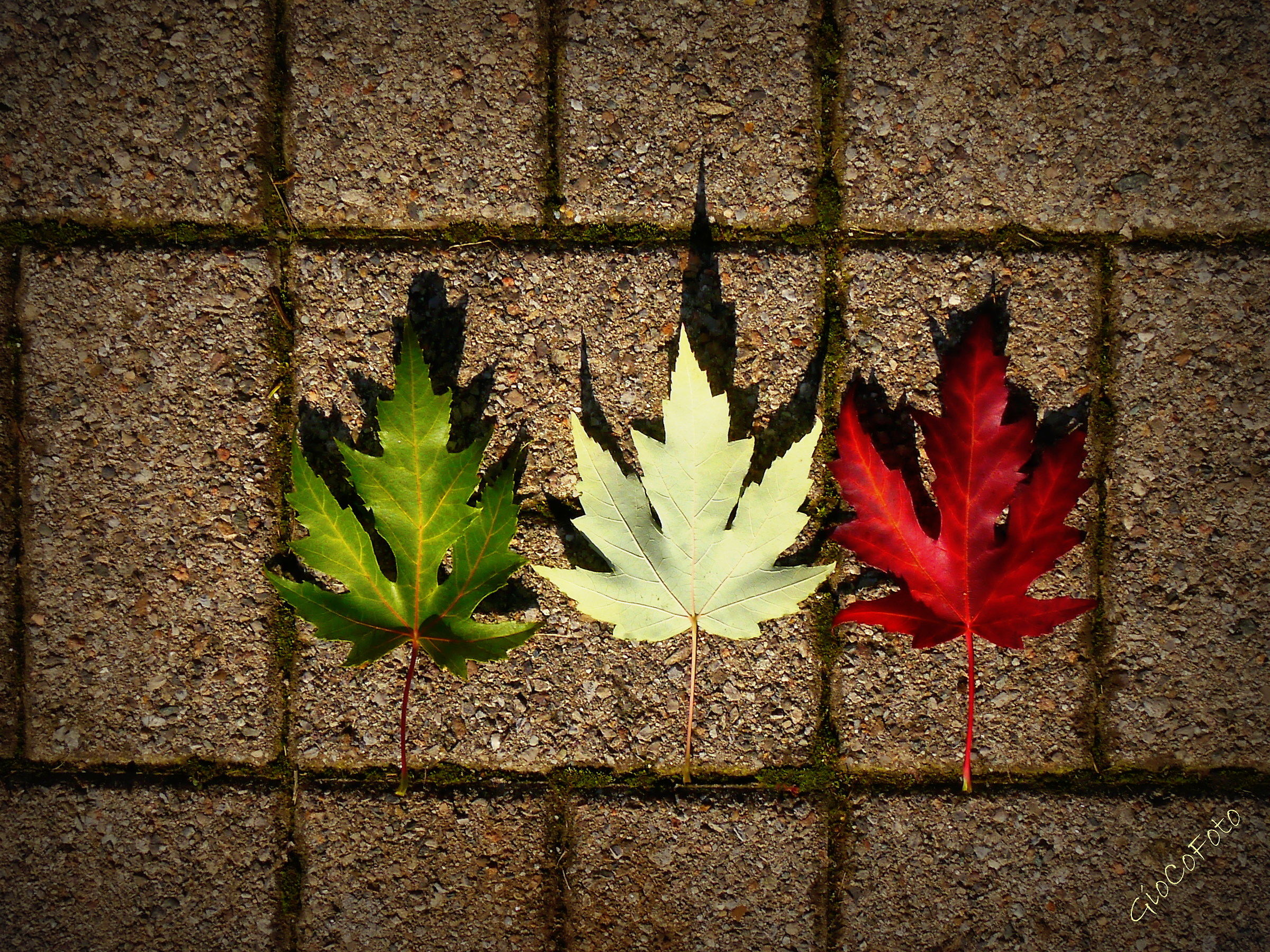 Fratelli d'Italia.....