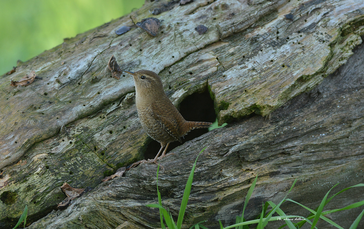 scricciolo troglodytes esce dalla caverna