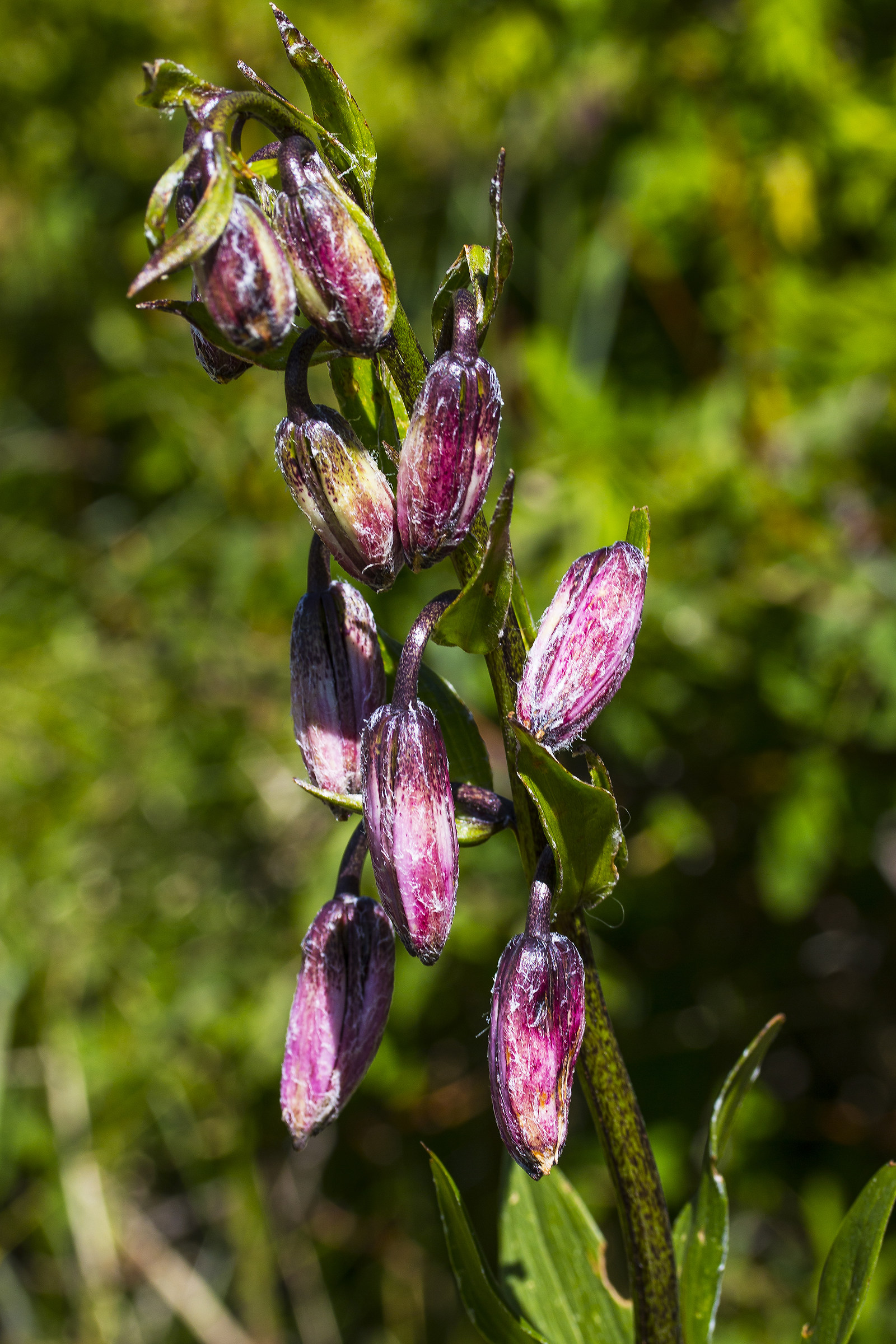 Lylium Martagon in bud.