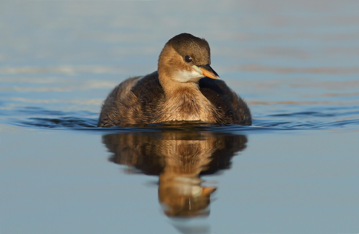 Little Grebe