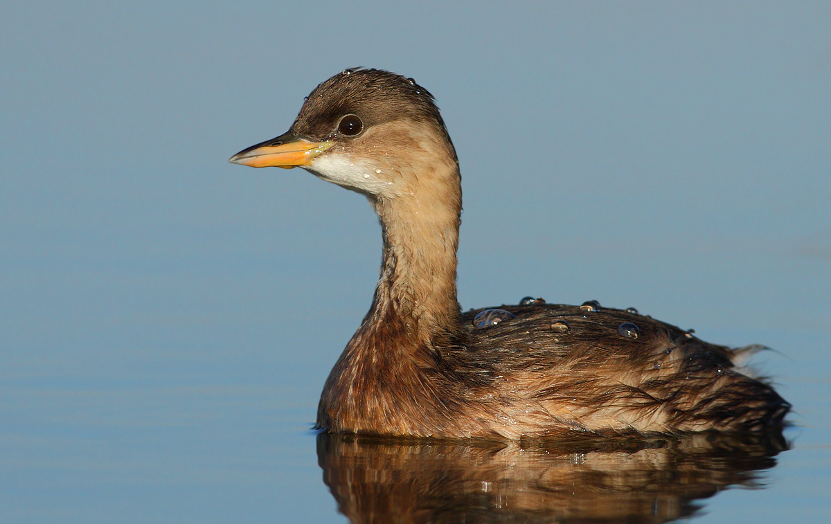 Little Grebe