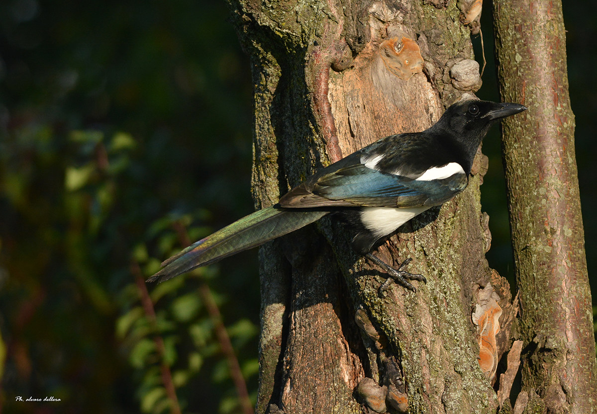 magpie chases woodpecker