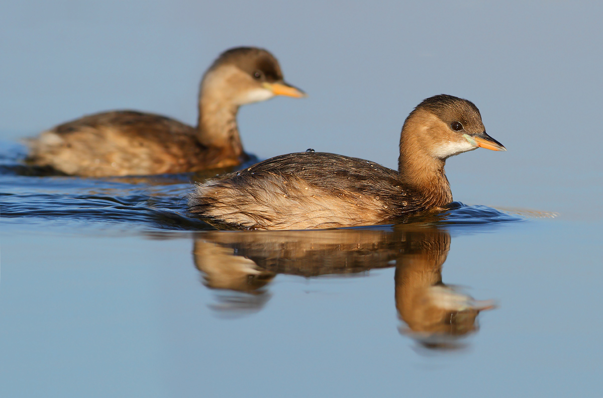 Little Grebe