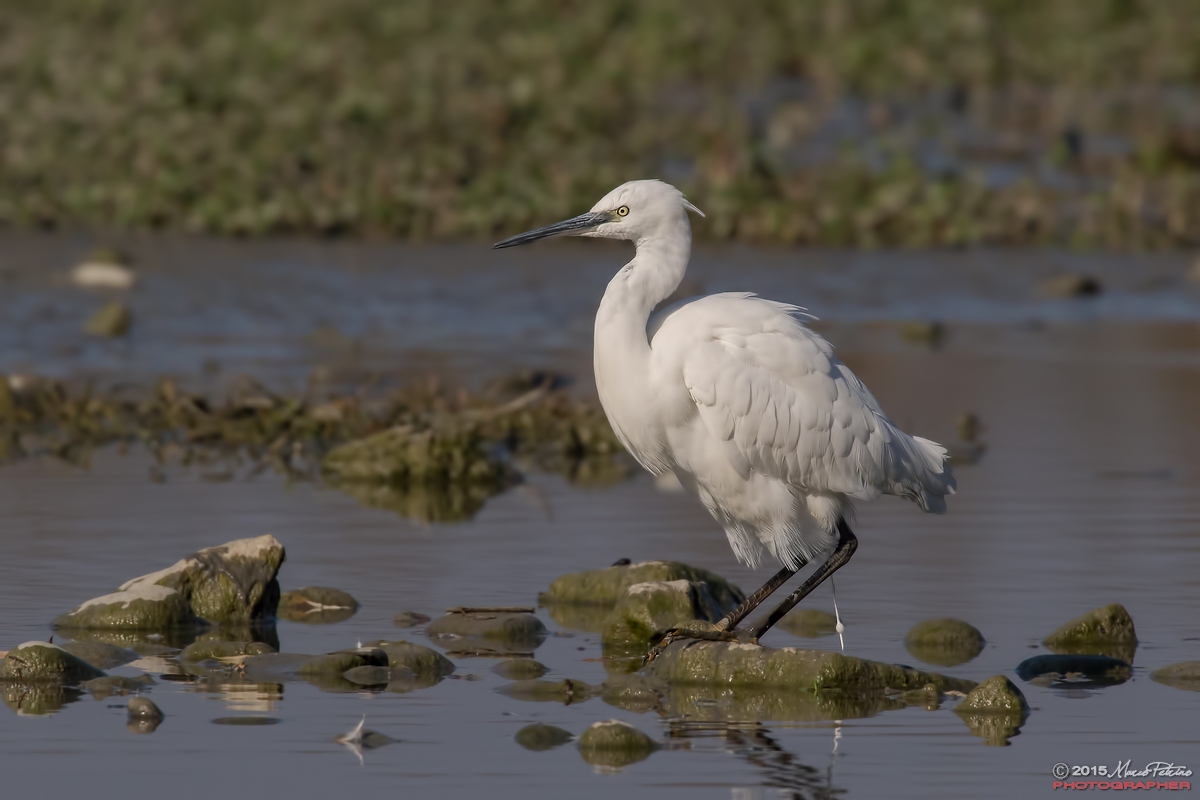 Little Egret (Egretta garzetta)