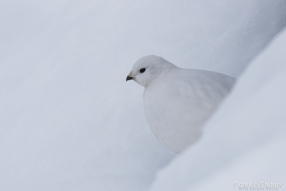 Ptarmigan