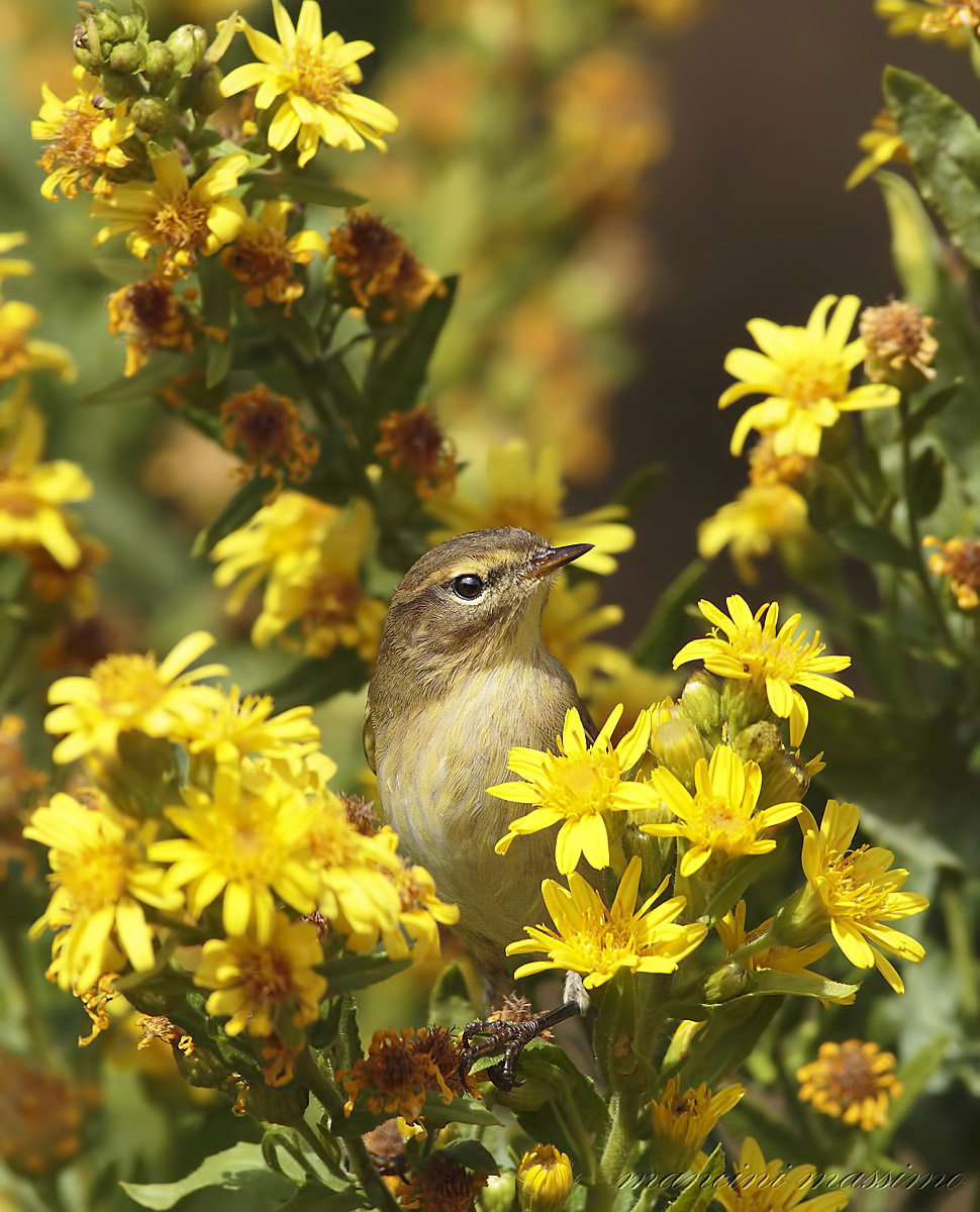 He 'small (Phylloscopus collybita)