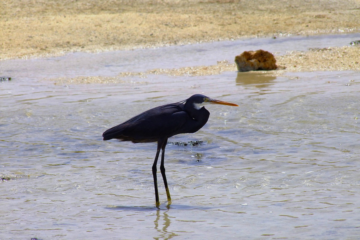 I think ... Black Heron