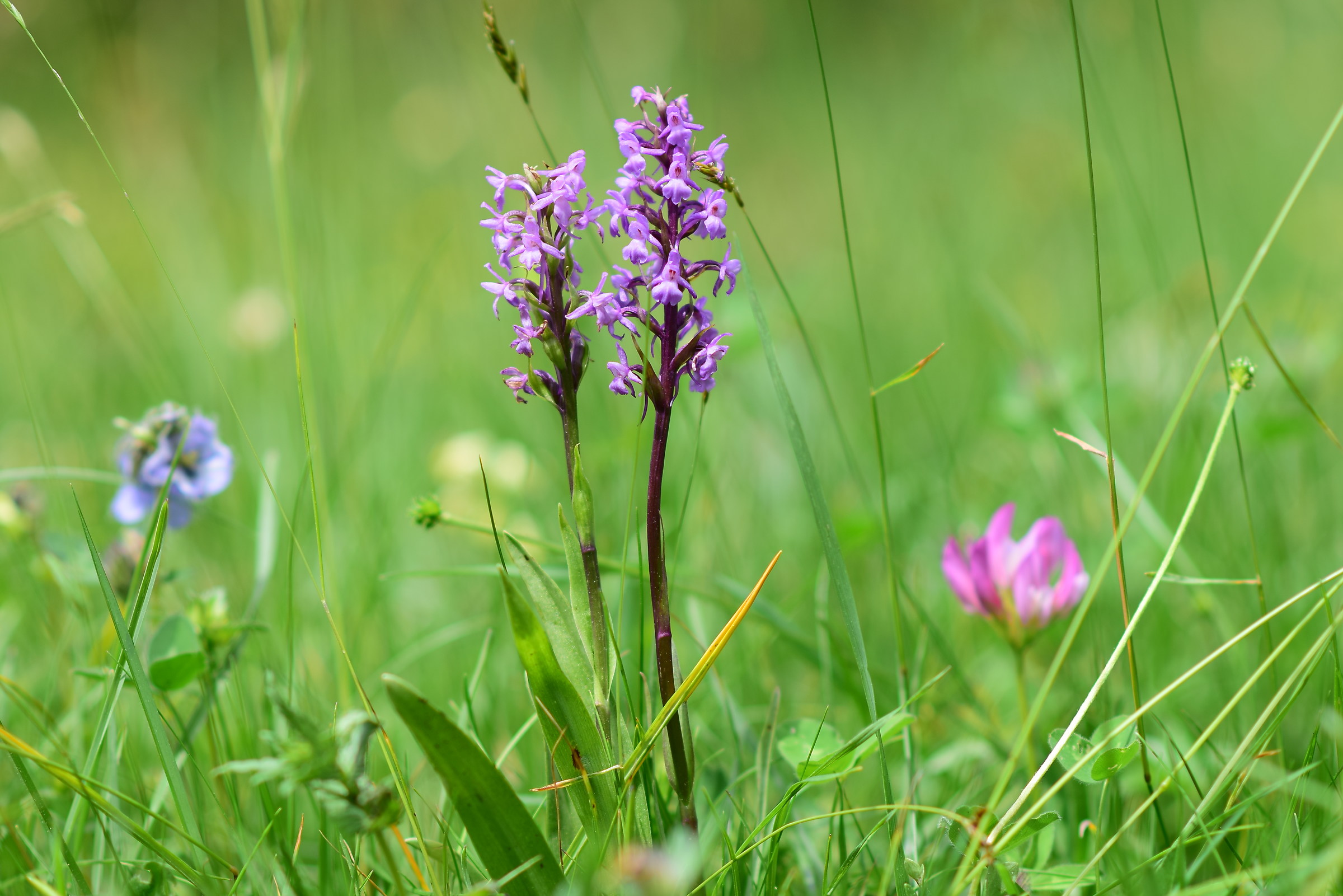 Piccola orchidea spontanea