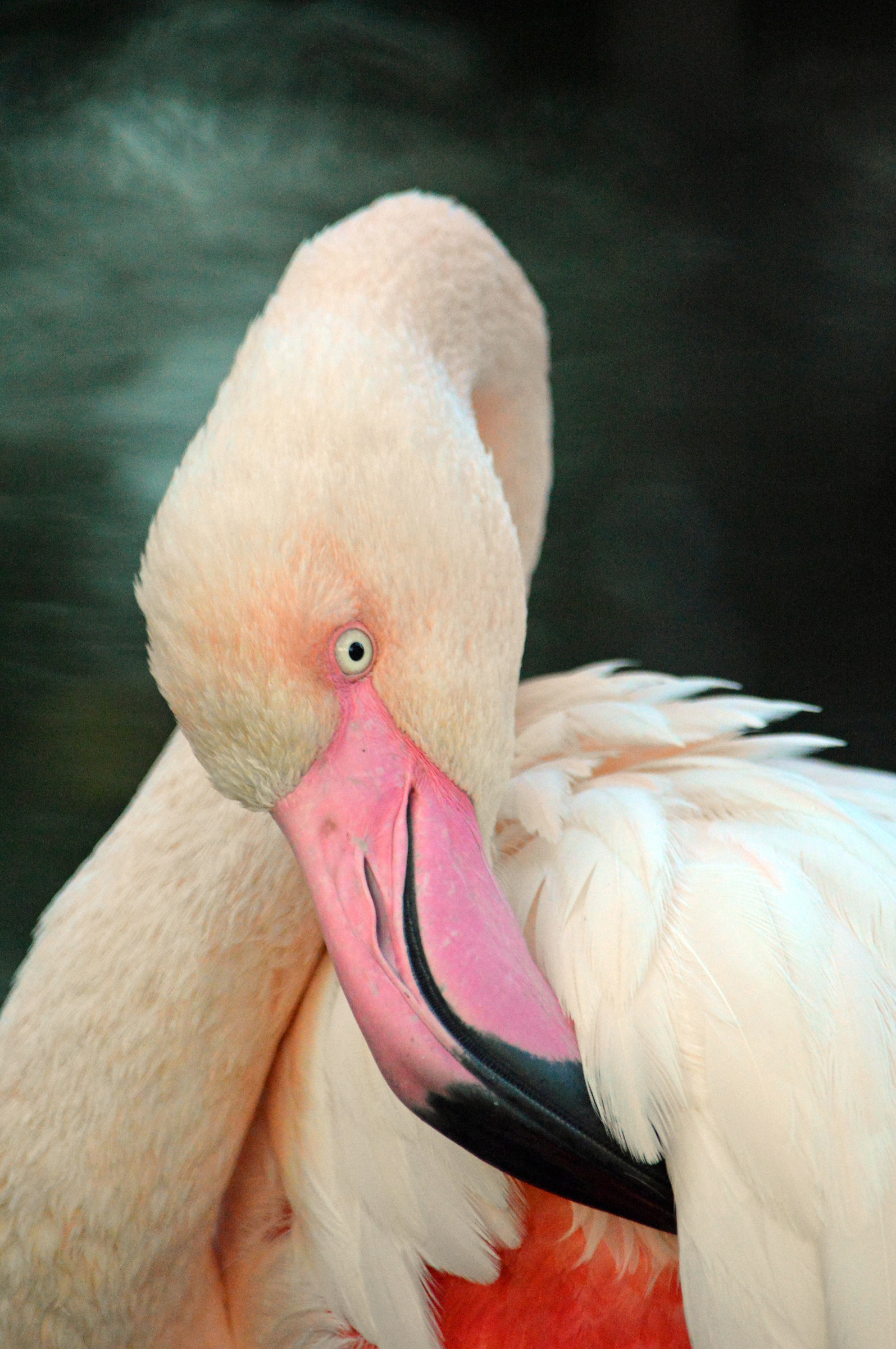 Pink Flamingo
