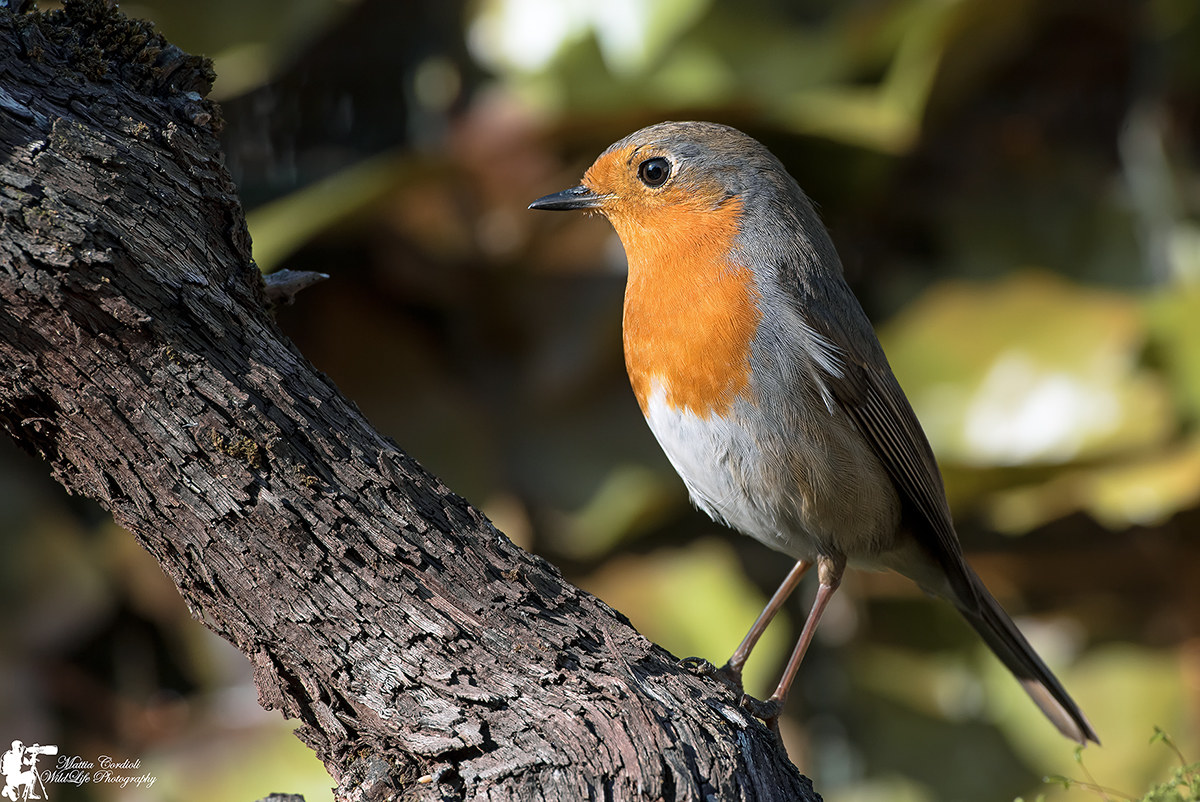 Robin returns today to KM Zero ...