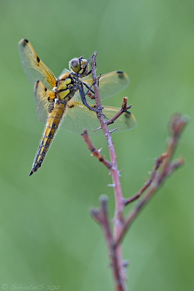 Dragonfly quadrimaculata