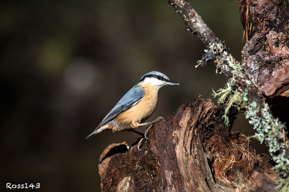 Nuthatch 2
