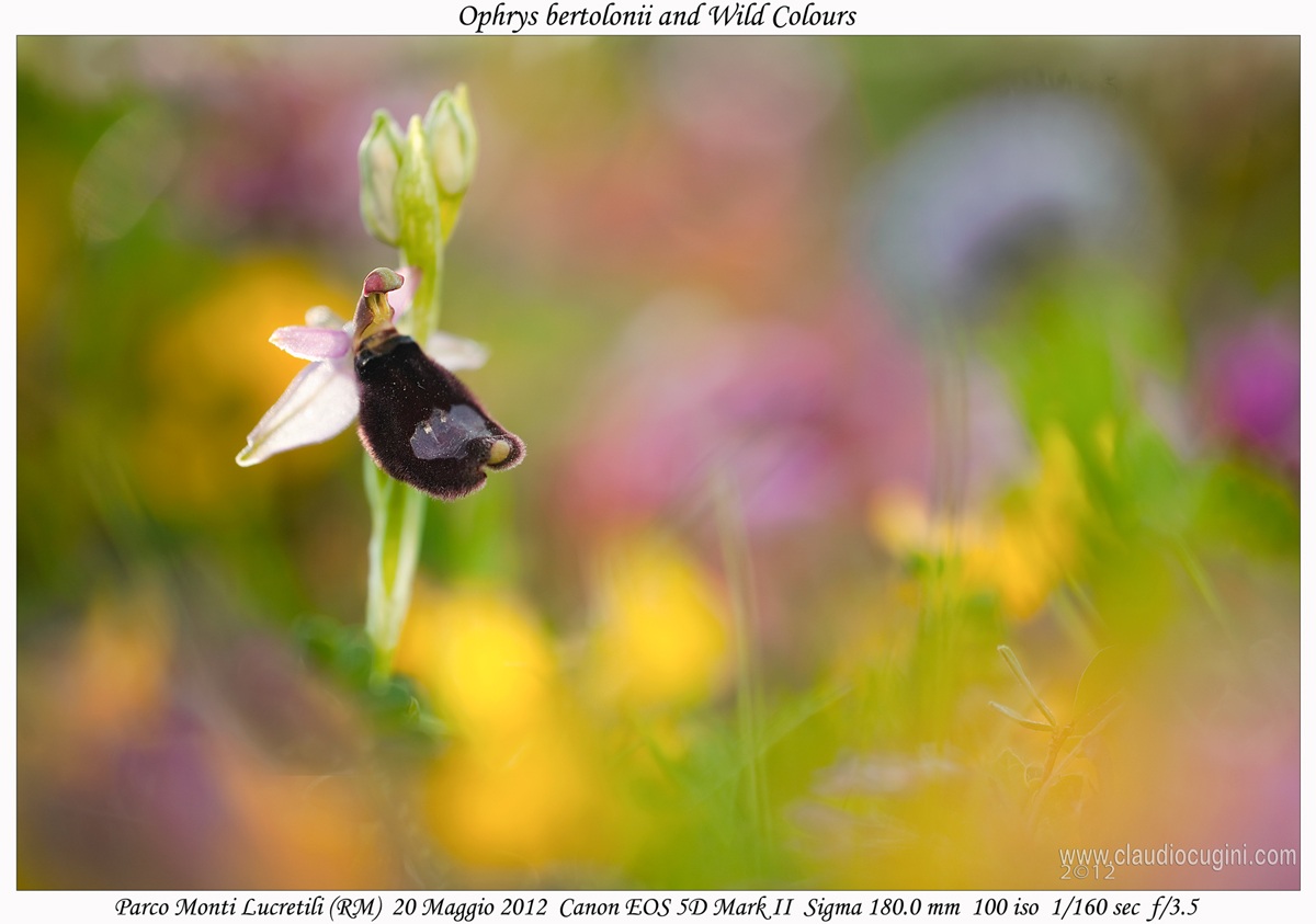 Ophrys bertolonii & Wild Colours