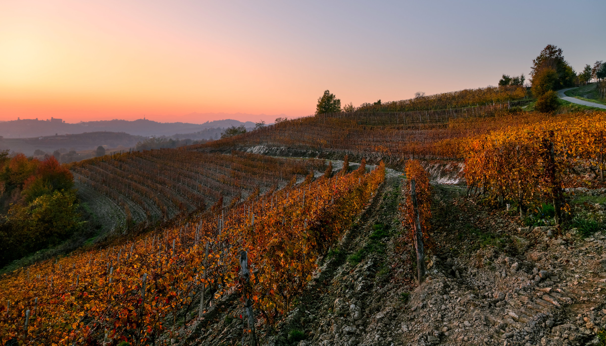 vigne piemontesi