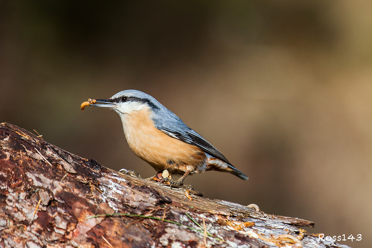Nuthatch 4