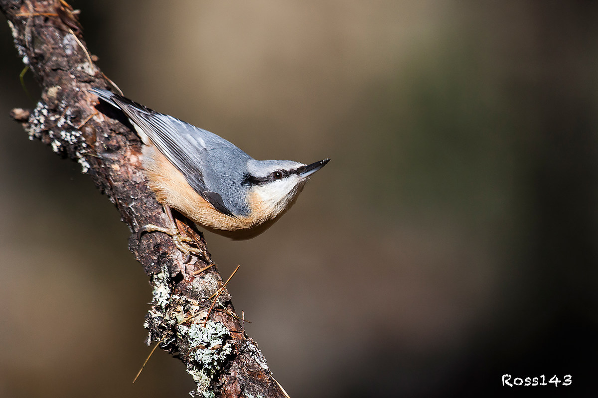 Nuthatch 6