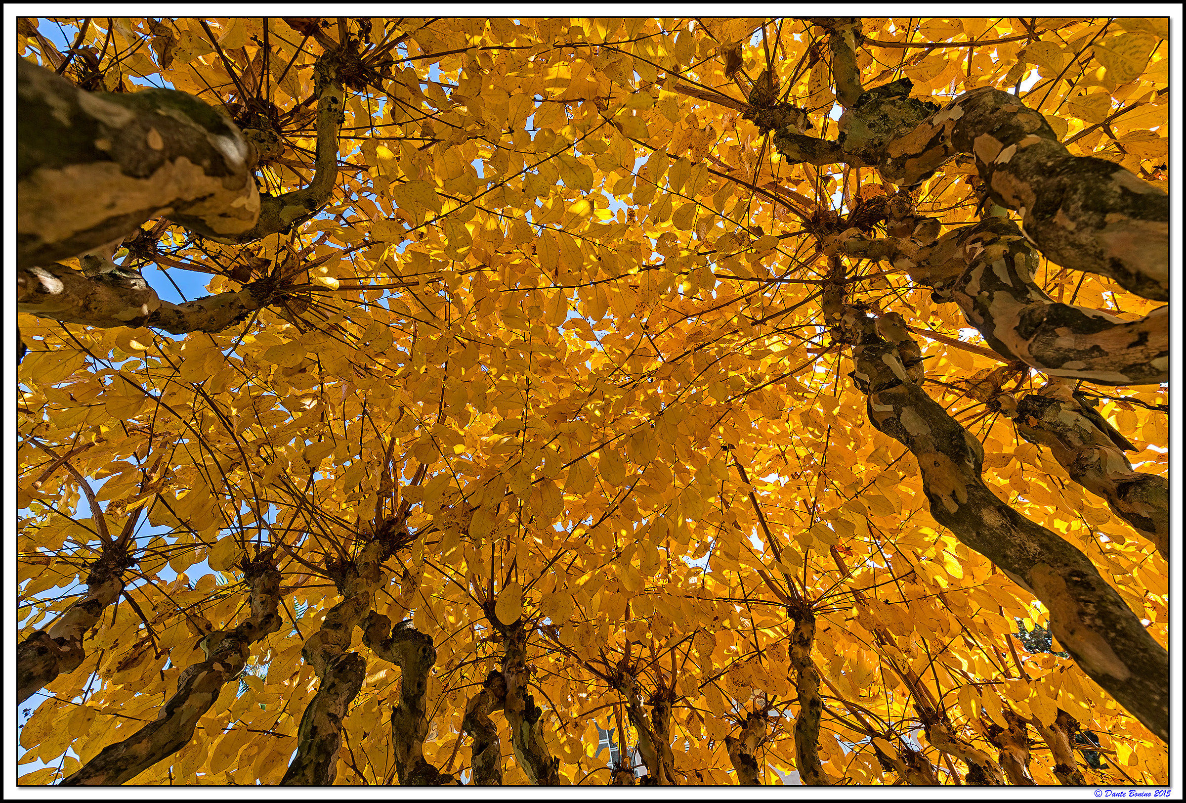 Autunno a casa Dante