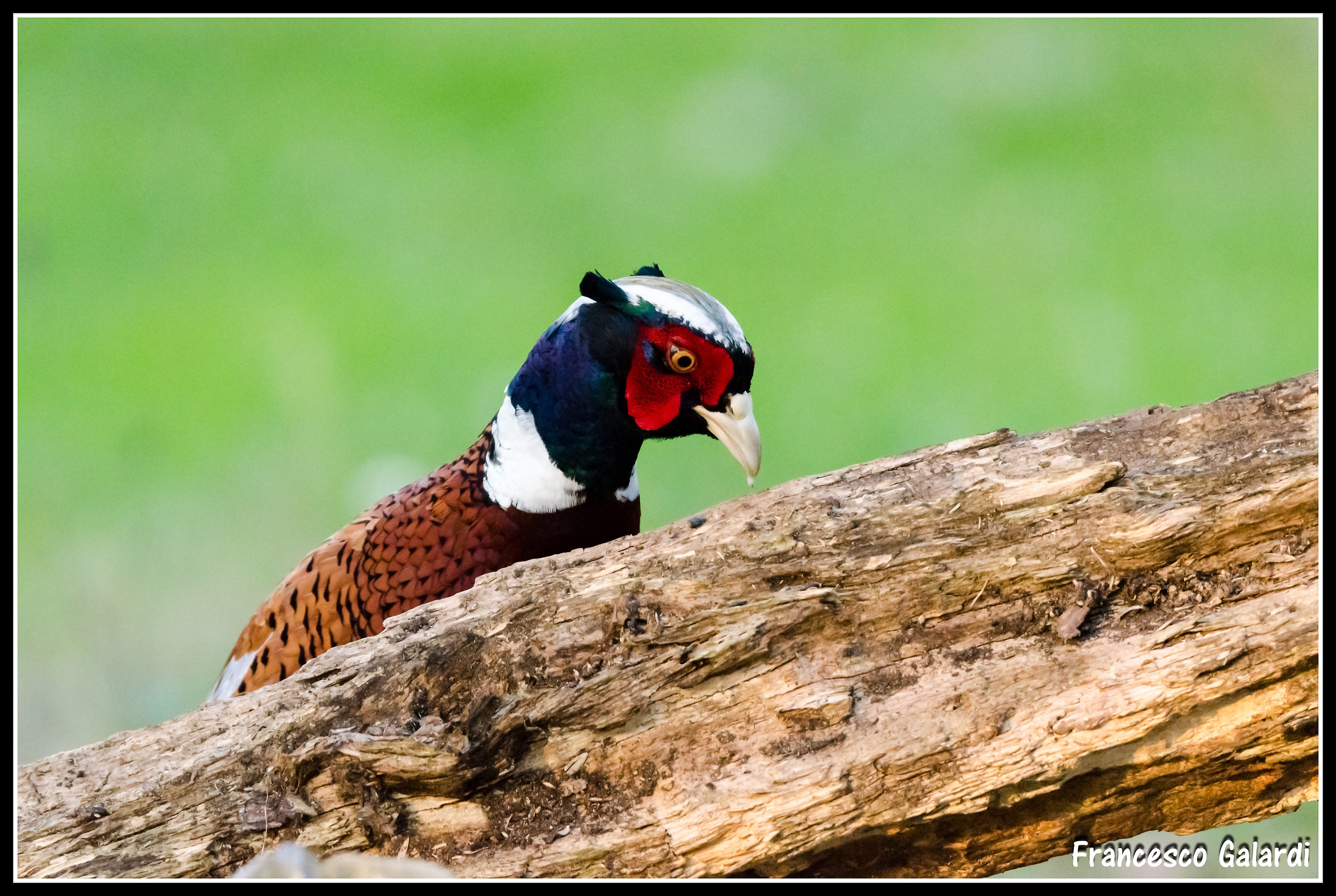 Pheasant - Phasianidae