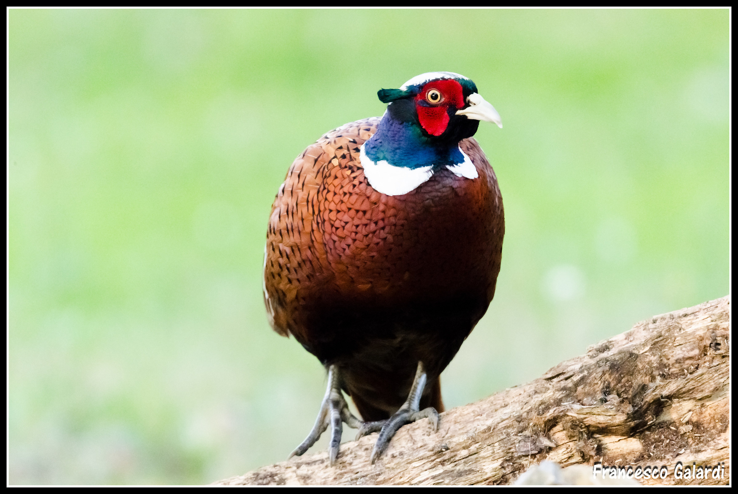 Pheasant - Phasianidae