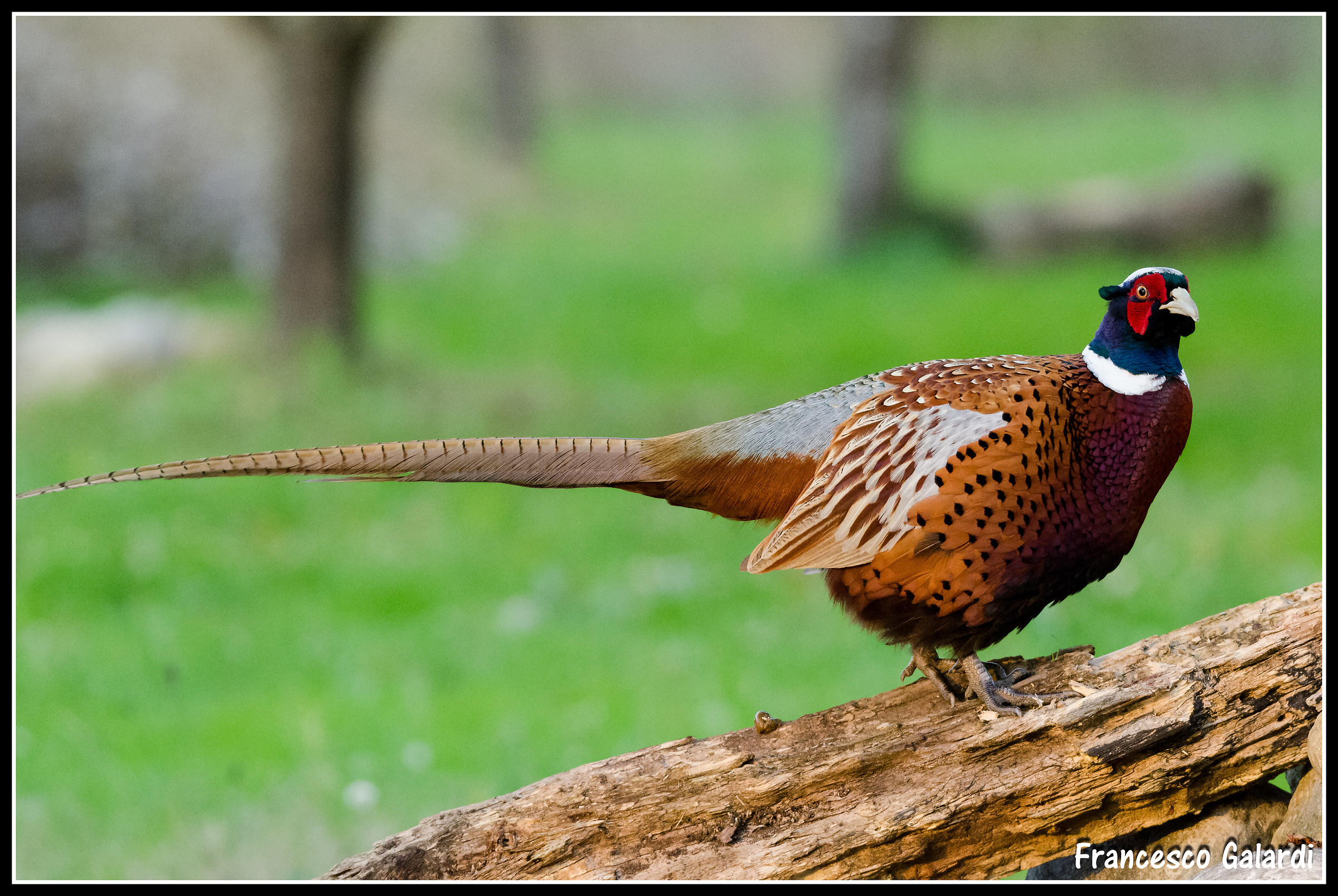 Pheasant - Phasianidae