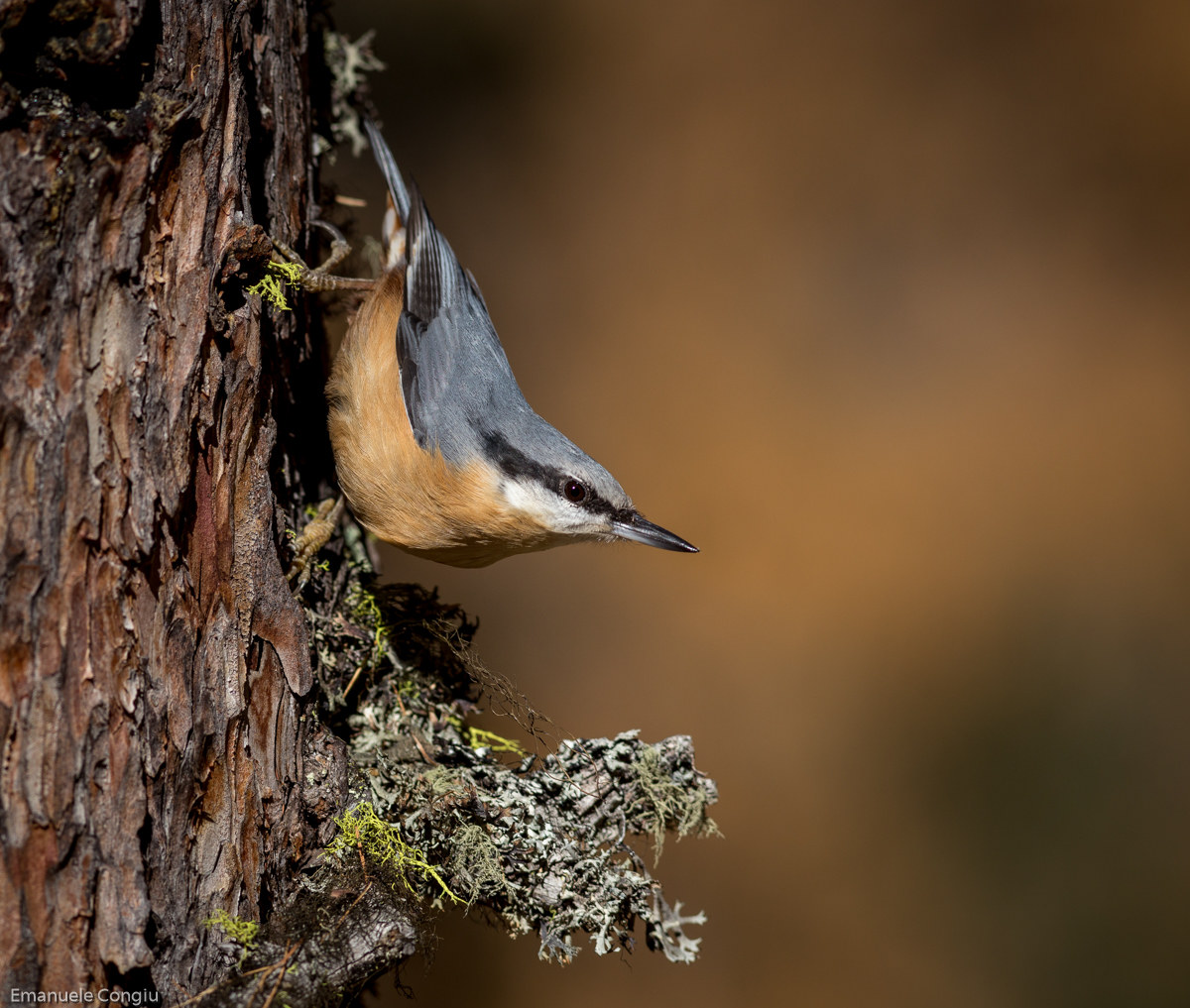 Nuthatch