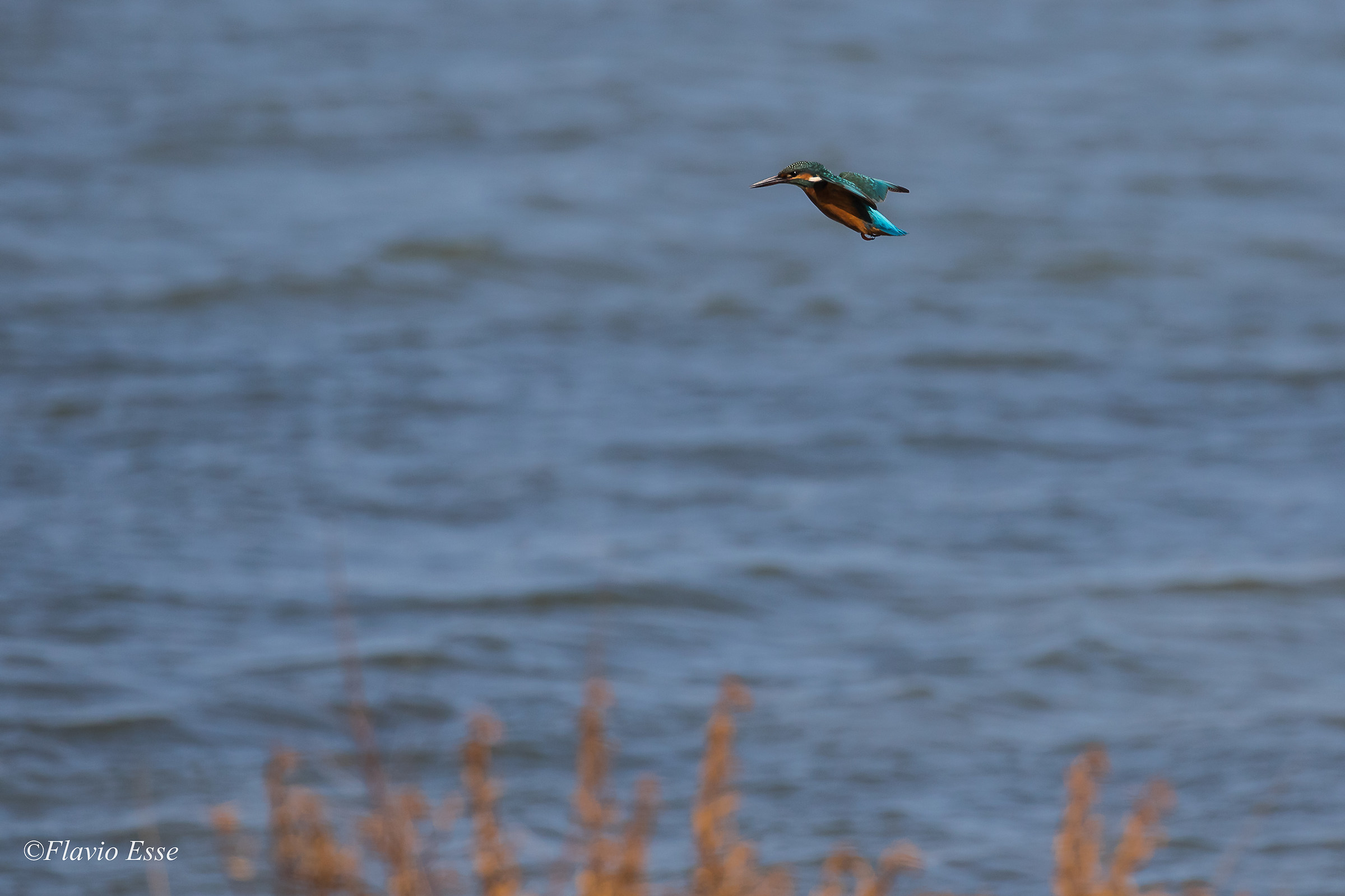 Omaggio ad un guerriero.