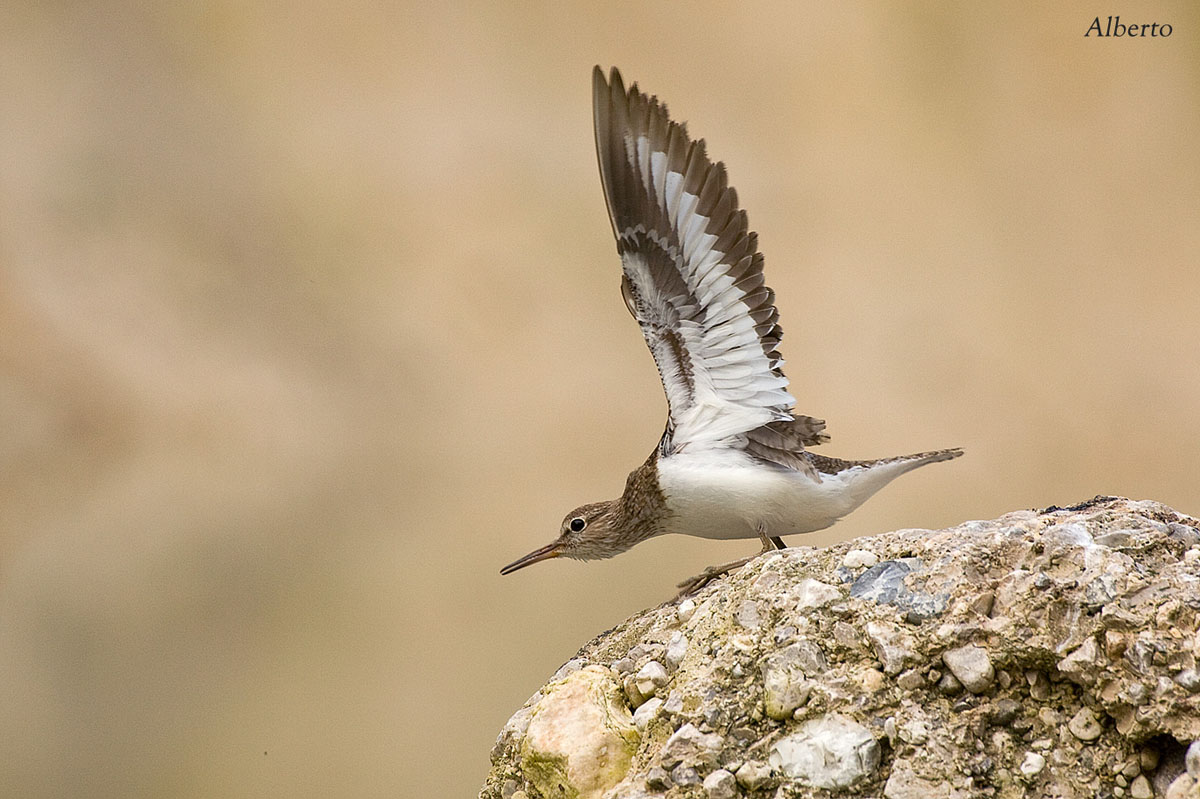 Common Sandpiper at the start